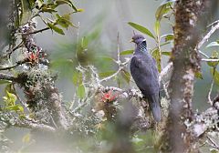 Band-tailed Pigeon